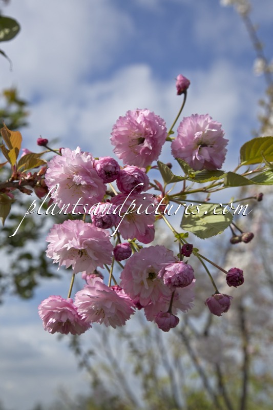 Prunus serrulata ‘Hiyodori-zakura’