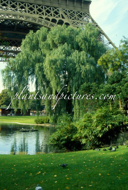 Salix sepulcralis ‘Chrysocoma’