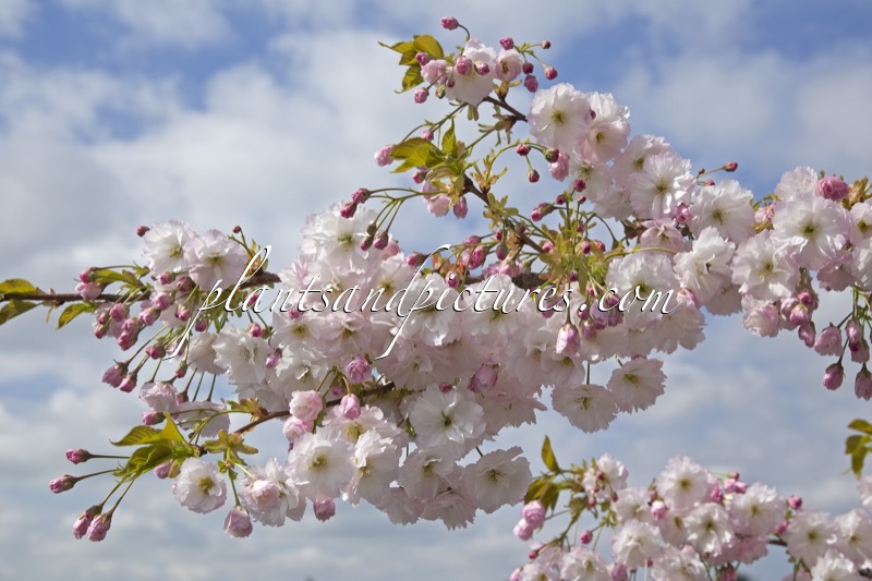 Prunus serrulata ‘Shogetsu’