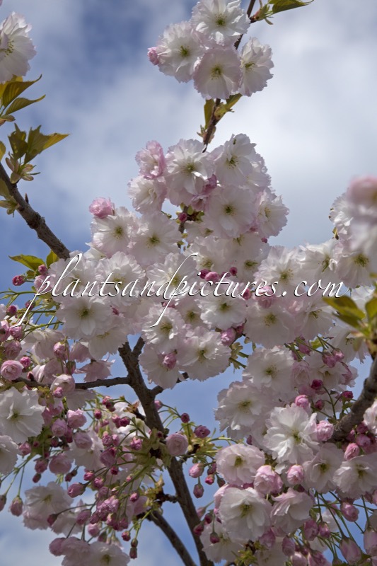 Prunus serrulata ‘Shogetsu’