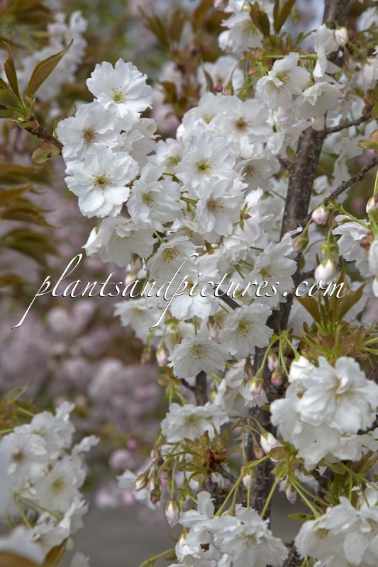 Prunus serrulata ‘Shizuka’