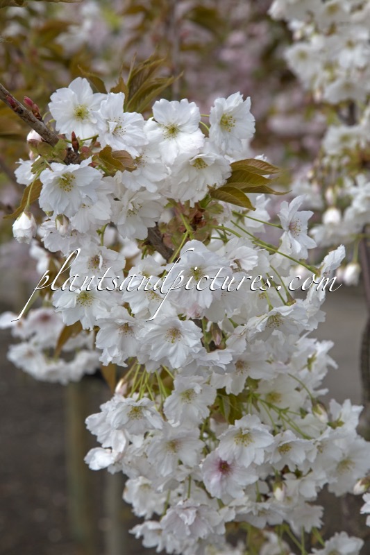 Prunus serrulata ‘Shizuka’