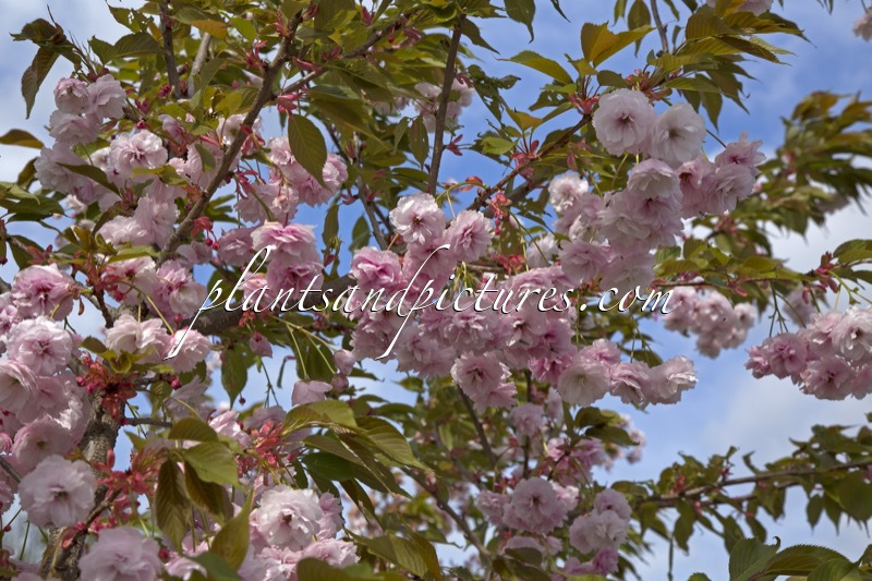 Prunus serrulata ‘Hanazome’