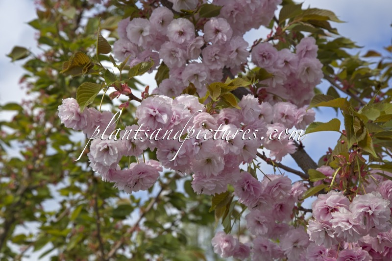 Prunus serrulata ‘Hanazome’