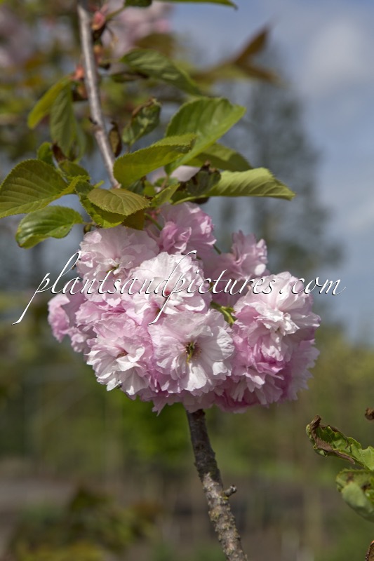 Prunus ‘Daikoku’