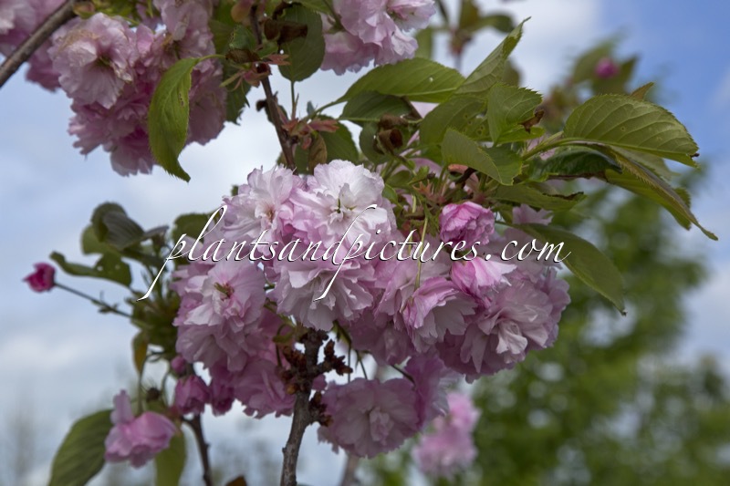 Prunus ‘Daikoku’