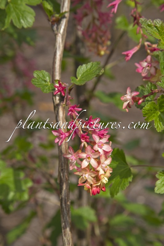 Ribes gordonianum