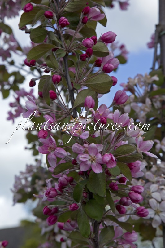 Malus ‘Gulliver’