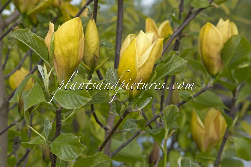 Magnolia ‘Judy Zuk’