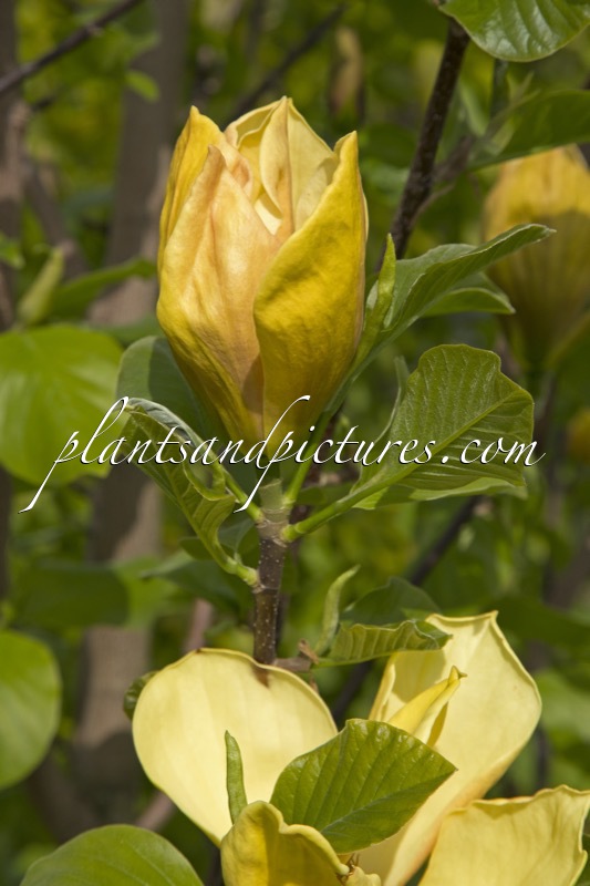 Magnolia ‘Judy Zuk’