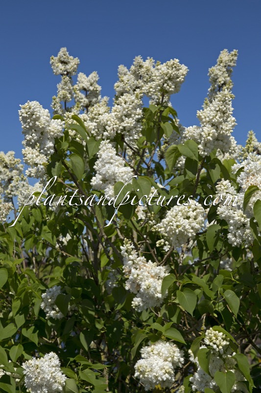 Syringa vulgaris ‘Souvenir d’Alice Harding’