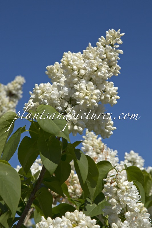 Syringa vulgaris ‘Souvenir d’Alice Harding’