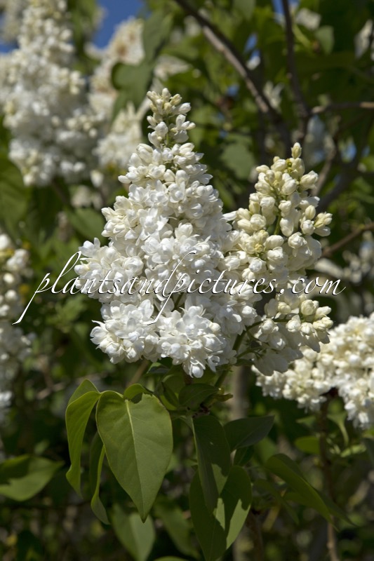 Syringa vulgaris ‘Souvenir d’Alice Harding’