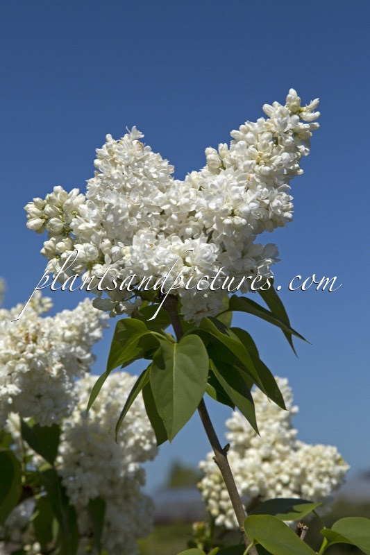 Syringa vulgaris ‘Souvenir d’Alice Harding’