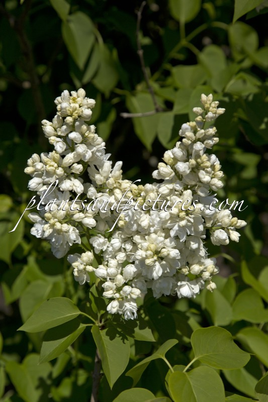 Syringa vulgaris ‘Souvenir d’Alice Harding’
