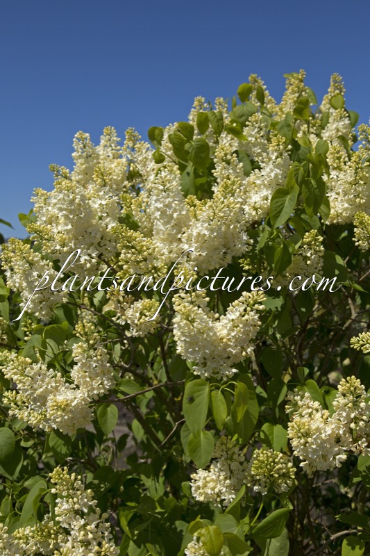 Syringa vulgaris ‘Primrose’ (STERNTALER)
