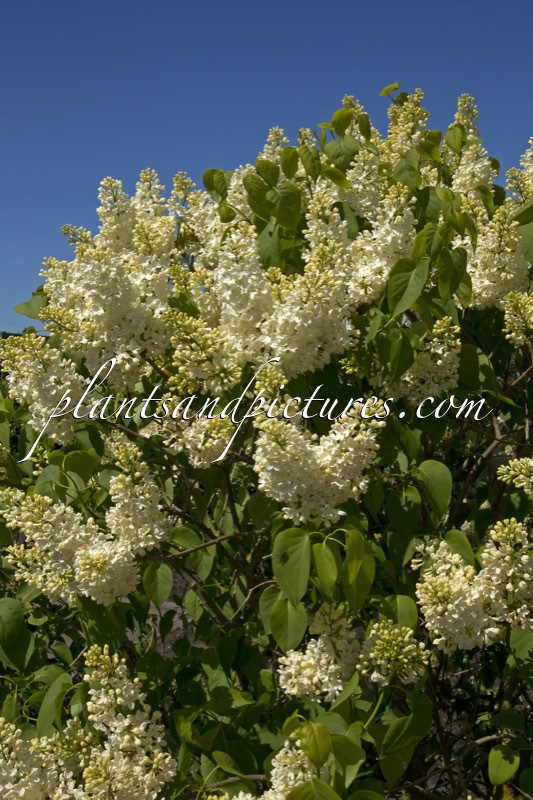 Syringa vulgaris ‘Primrose’ (STERNTALER)