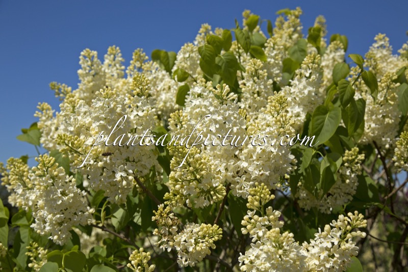 Syringa vulgaris ‘Primrose’ (STERNTALER)