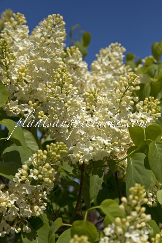 Syringa vulgaris ‘Primrose’ (STERNTALER)