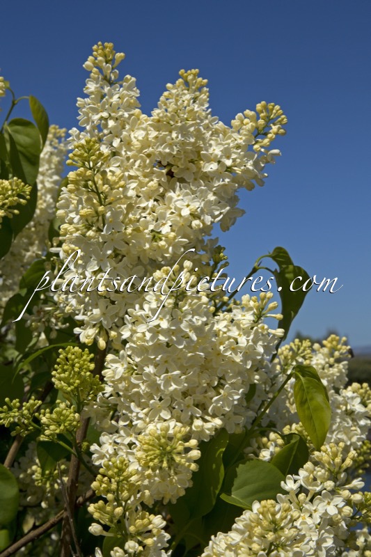 Syringa vulgaris ‘Primrose’ (STERNTALER)