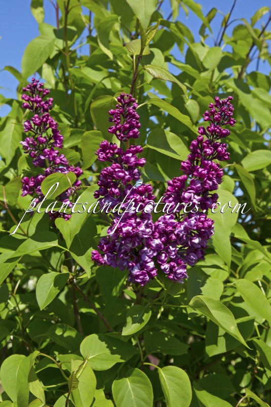 Syringa vulgaris ‘Charles Joly’
