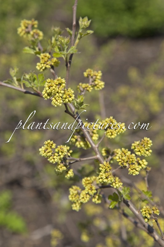Rhus aromatica ‘Fine Textured Compact Select A’ (LACETTE)