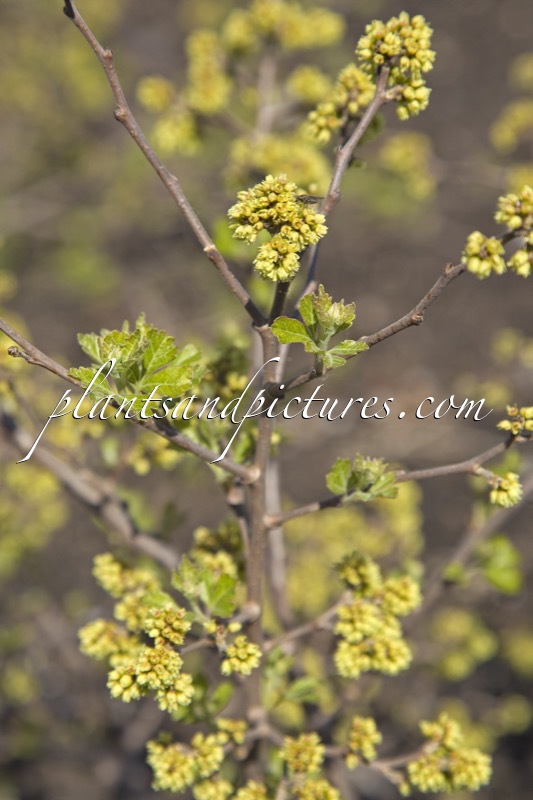 Rhus aromatica ‘Fine Textured Compact Select A’ (LACETTE)