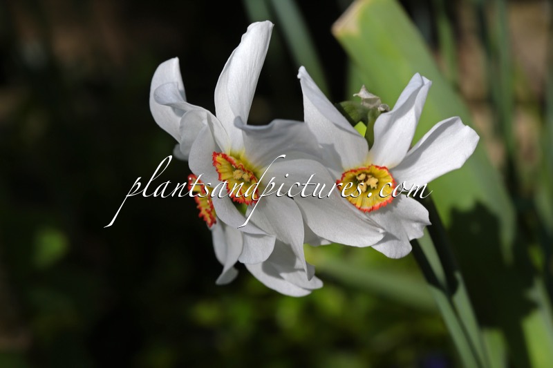 Narcissus poeticus var. recurvus