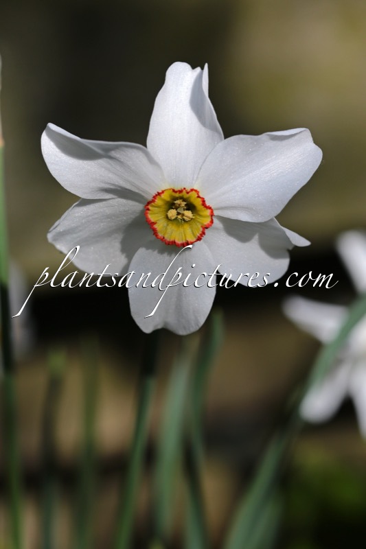 Narcissus poeticus var. recurvus