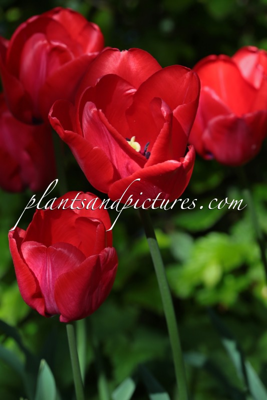 Tulipa ‘All Bright’