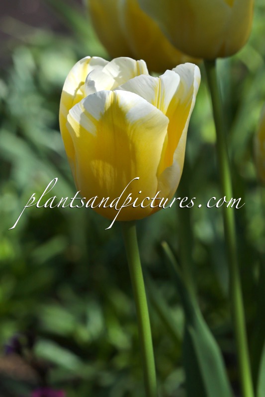 Tulipa ‘Sweet Harmony’