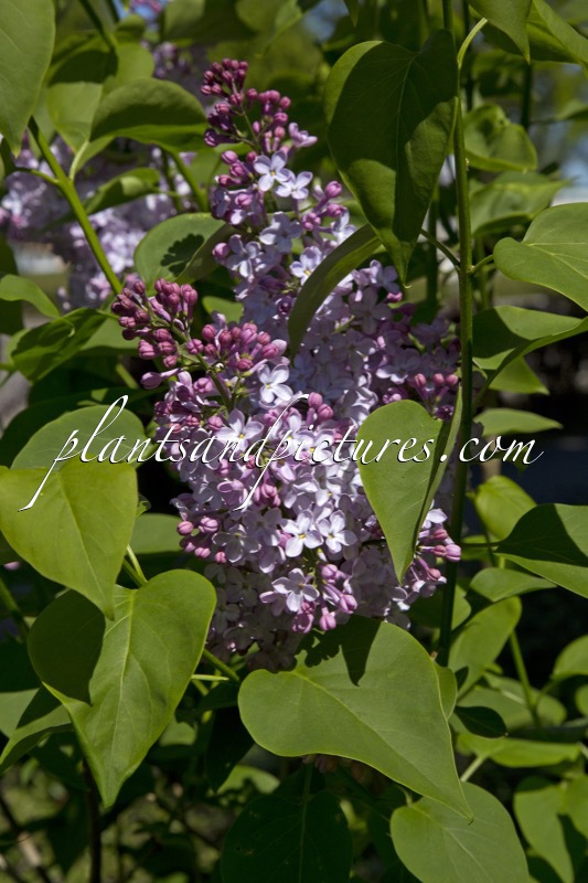 Syringa vulgaris ‘Charles X’