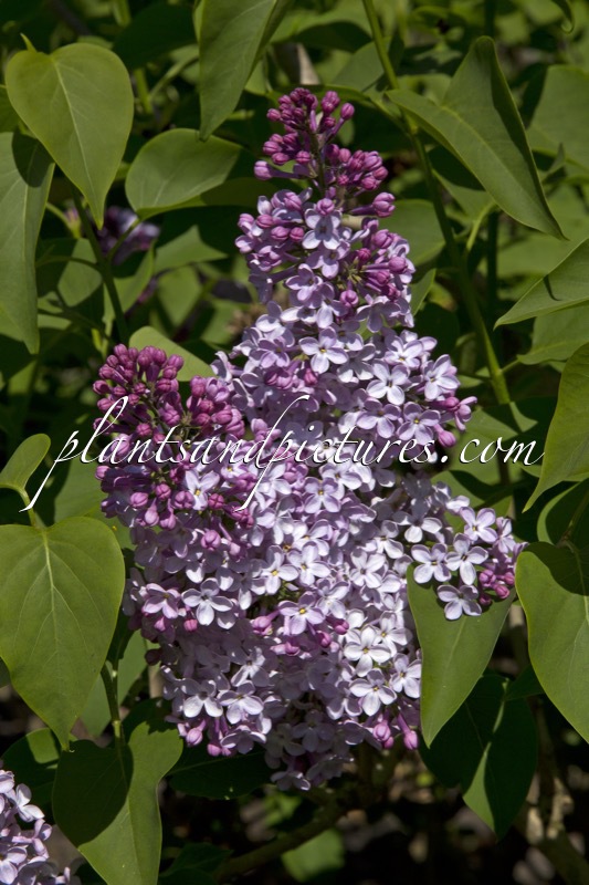 Syringa vulgaris ‘Charles X’