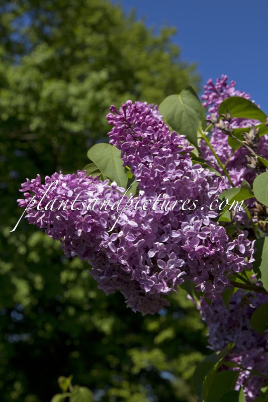 Syringa vulgaris ‘Charles X’