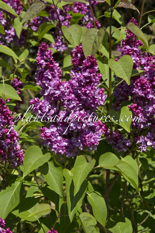 Syringa vulgaris ‘Adelaide Dunbar’