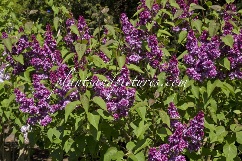 Syringa vulgaris ‘Adelaide Dunbar’