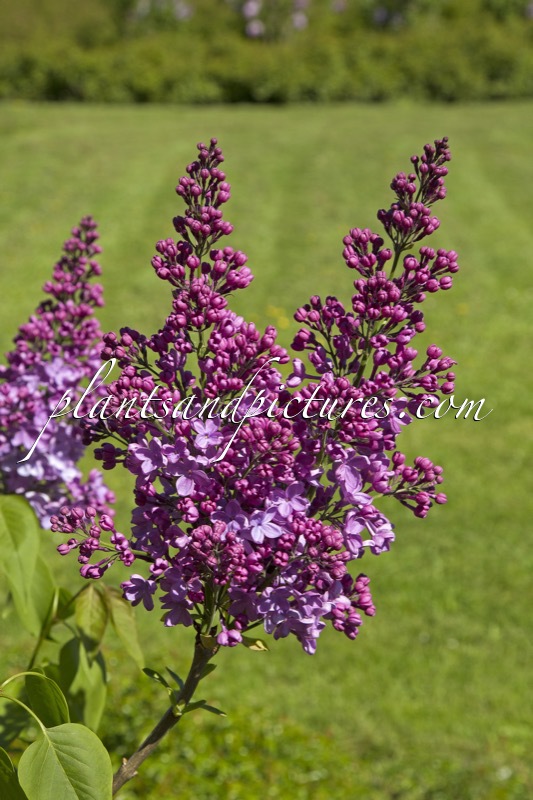 Syringa vulgaris ‘De Miribel’