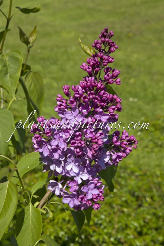 Syringa vulgaris ‘De Miribel’
