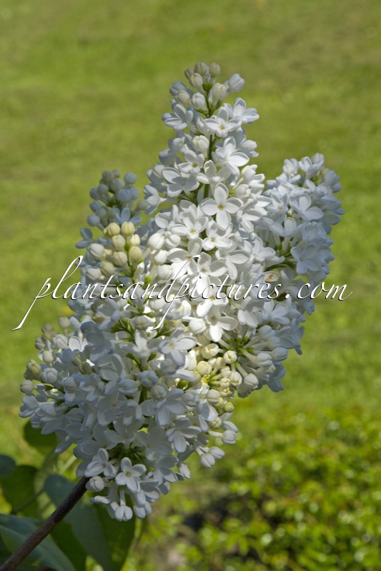 Syringa vulgaris ‘Mme Moser’