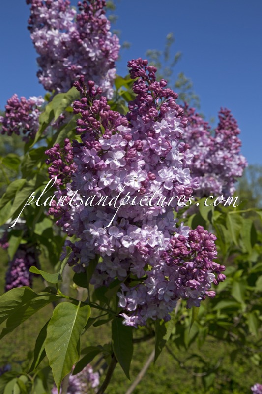 Syringa vulgaris ‘Michel Buchner’