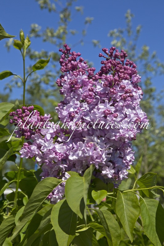 Syringa vulgaris ‘Michel Buchner’