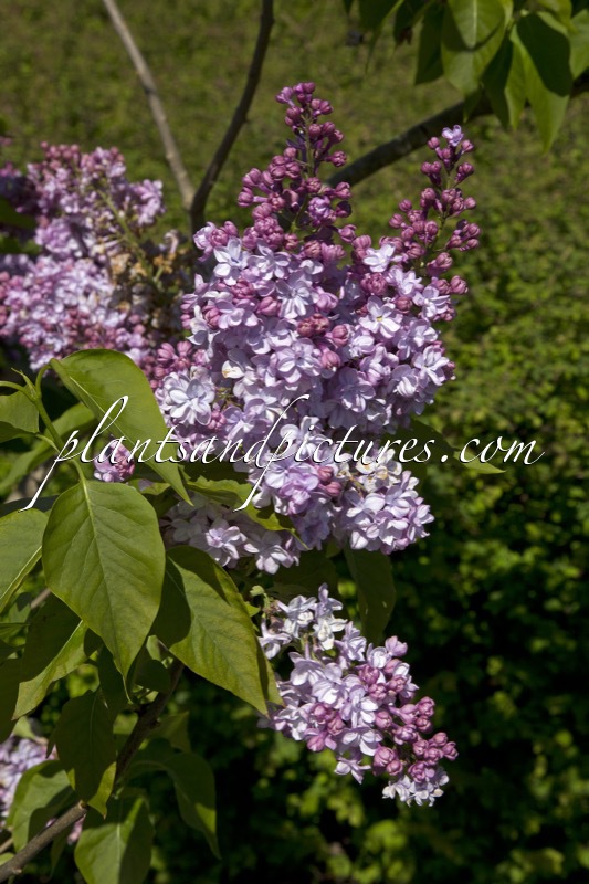 Syringa vulgaris ‘Michel Buchner’