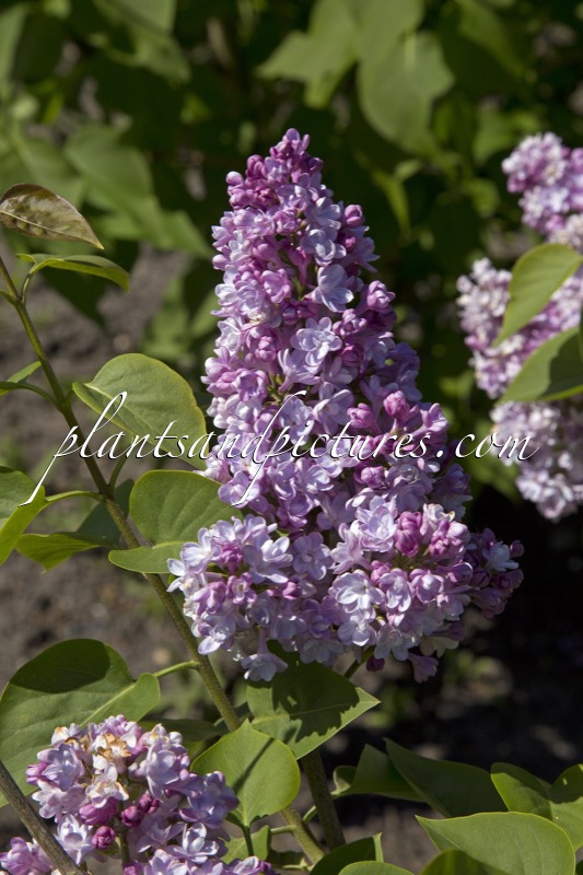 Syringa vulgaris ‘Président Grévy’