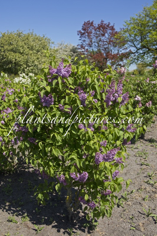 Syringa vulgaris ‘Hugo Koster’