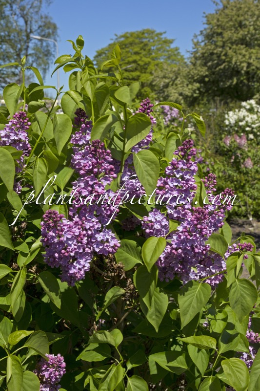 Syringa vulgaris ‘Hugo Koster’