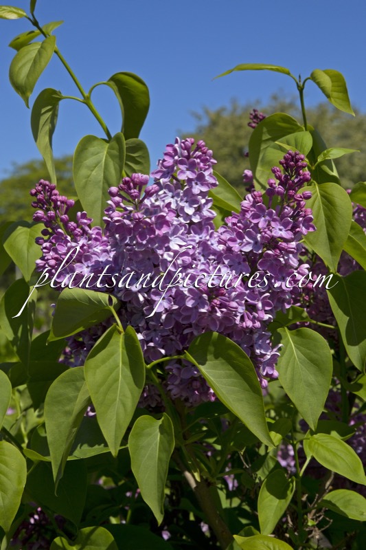 Syringa vulgaris ‘Hugo Koster’