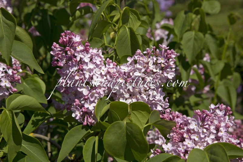 Syringa vulgaris ‘Lucie Baltet’