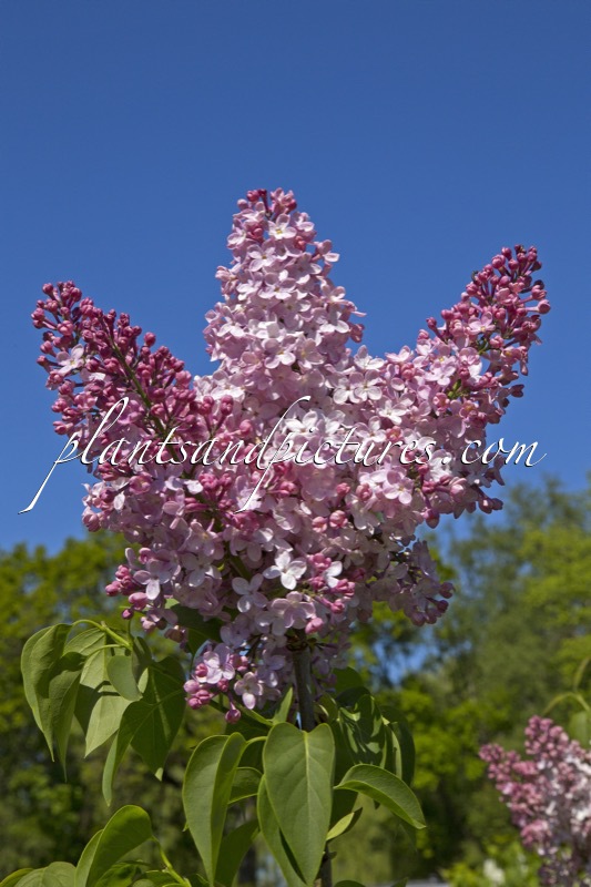 Syringa vulgaris ‘Lucie Baltet’