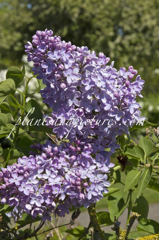 Syringa vulgaris ‘Firmament’