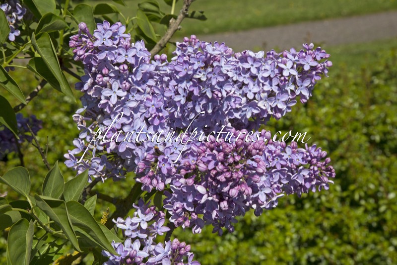 Syringa vulgaris ‘Firmament’